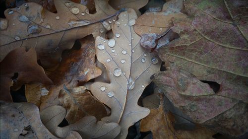 High angle view of water drops on leaf