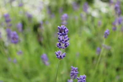 Close-up of purple flowering plant on field