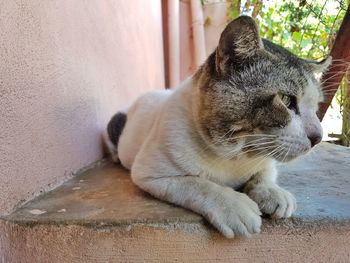 Close-up of cat sitting outdoors