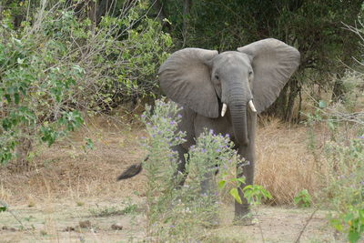 Elephant in a forest