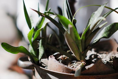 Close-up of potted plant