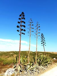 Plants growing on field against sky