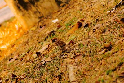 Close-up of caterpillar on a land