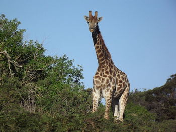 View of giraffe against sky