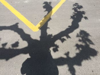 Shadow of tree on road