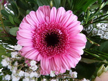 Close-up of pink flower blooming outdoors