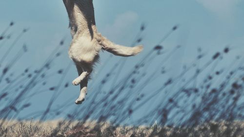 Low section of a dog jumping mid-air