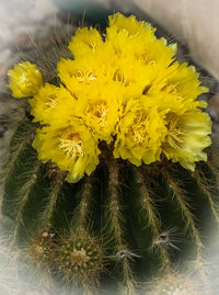 Close-up of yellow flower