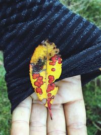 Close-up of hand holding autumn leaves