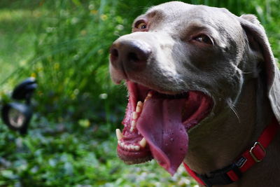 Close-up of weimaraner sticking out tongue