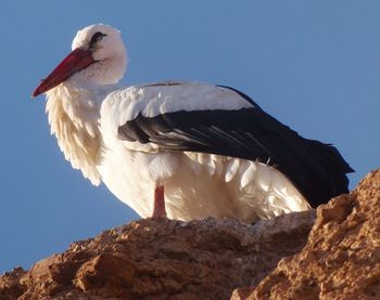 Low angle view of bird perching on rock against clear sky