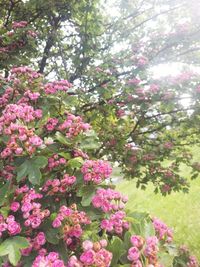 Close-up of pink flowers