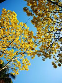 Low angle view of flowering tree against sky