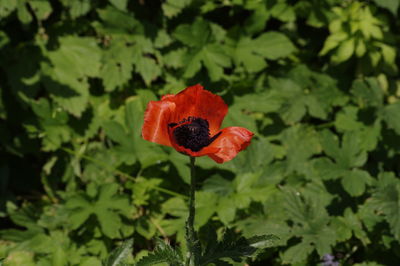 Close-up of red poppy flower