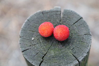 Close-up of strawberries on tree stump