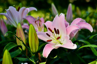 Close-up of pink flowers blooming in park