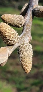 Close-up of dead plant growing on field