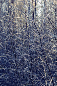 Close-up of snowflakes on tree