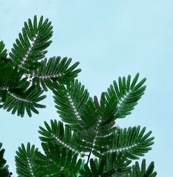 Low angle view of pine tree against sky