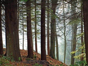 Trees in forest