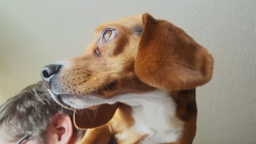 Close-up of dog with hand