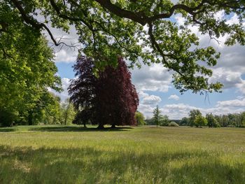 Trees on field against sky