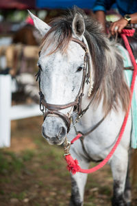 Close-up of a horse