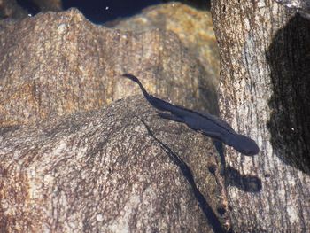 Close-up of lizard on tree trunk