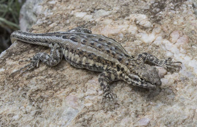 Close-up of a reptile on rocky surface