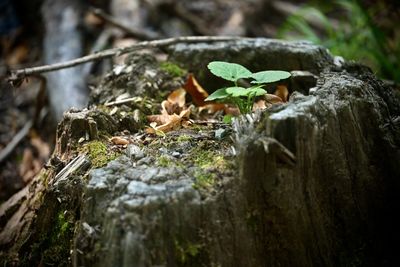 nature
