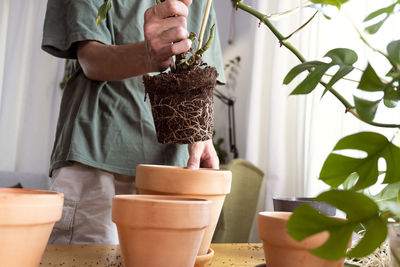 A young man holding mini monstera rhaphidophora tetrasperma sprouts to sort preparing.