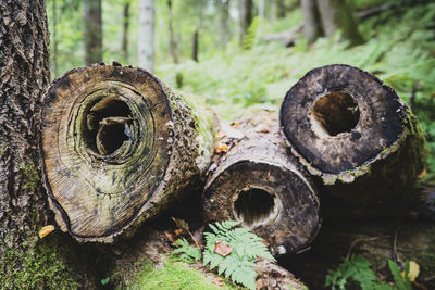 Close-up of old tree trunk in forest