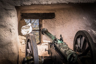 Wartburg cannon peave dove