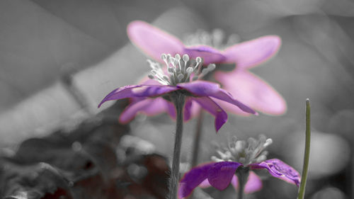 Close-up of pink flowering plant