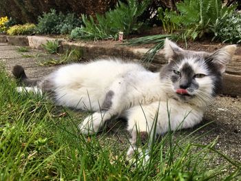 Cat relaxing on field