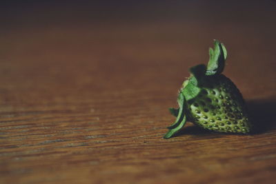 Close-up of green leaf