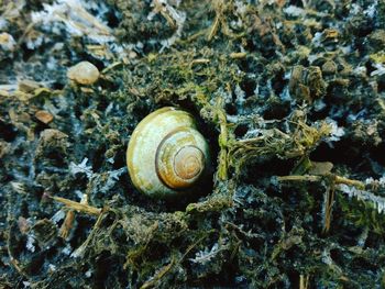 Close-up of snail on water