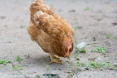 Close-up of a bird on land