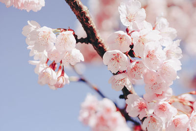 Low angle view of cherry blossom