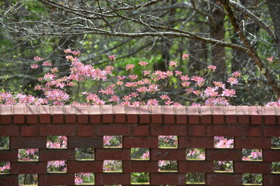 View of pink flowers