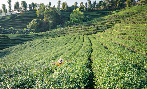 Asian female tourist in yellow dress at green tea plantation with natural light in the morning.