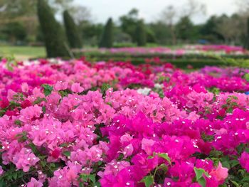 Close-up of pink flowers blooming on field