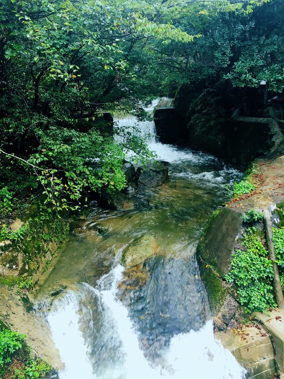 STREAM FLOWING THROUGH FOREST