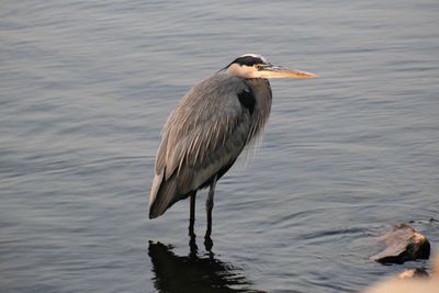 High angle view of gray heron perching on lake