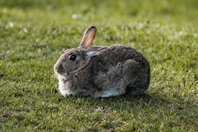 animal