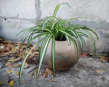 Close-up of potted plant against wall