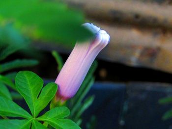 High angle view of flowering plant