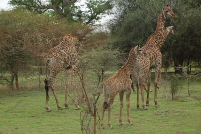 View of giraffe on field in forest