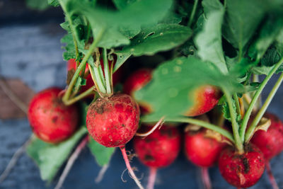 Close-up of cherries on plant