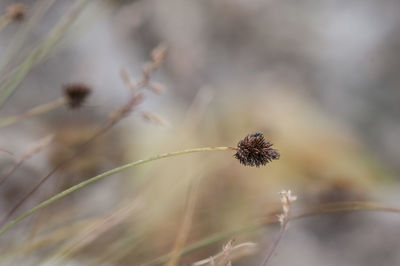 Close-up of flower against blurred background